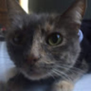 Meet your Posher, Abby-mae